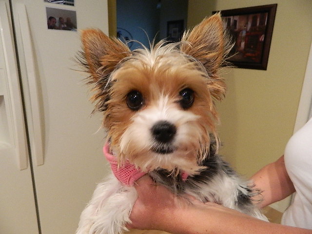 7 month yorkie biewer yorkie 7 month puppy talk of the villages 7 month yorkie biewer yorkie 7 month puppy talk of the villages