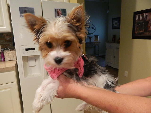 7 month yorkie biewer yorkie 7 month puppy talk of the villages 7 month yorkie biewer yorkie 7 month puppy talk of the villages