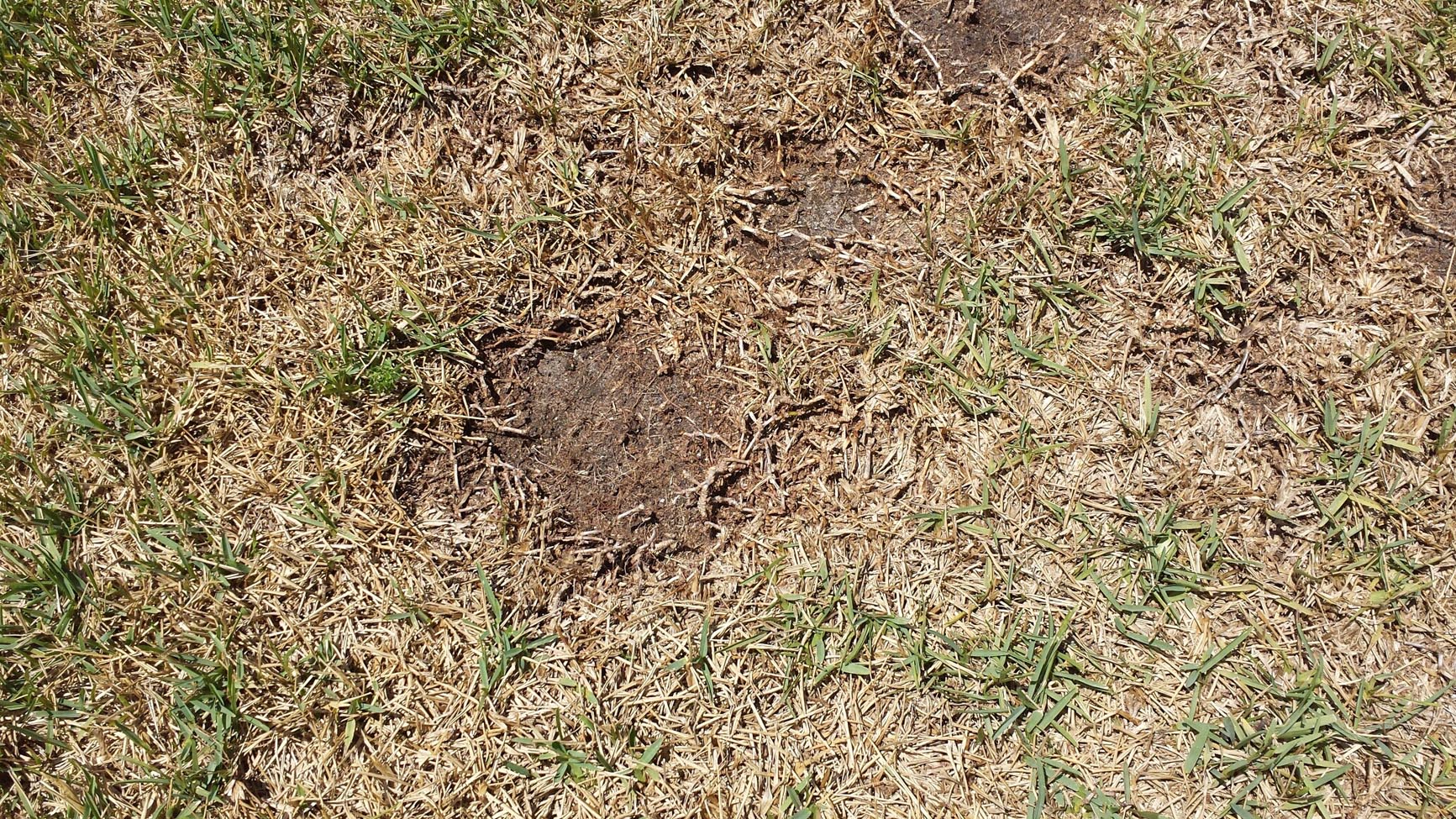 my is dying why is my grass dying talk of the villages my is dying why is my grass dying talk of the villages