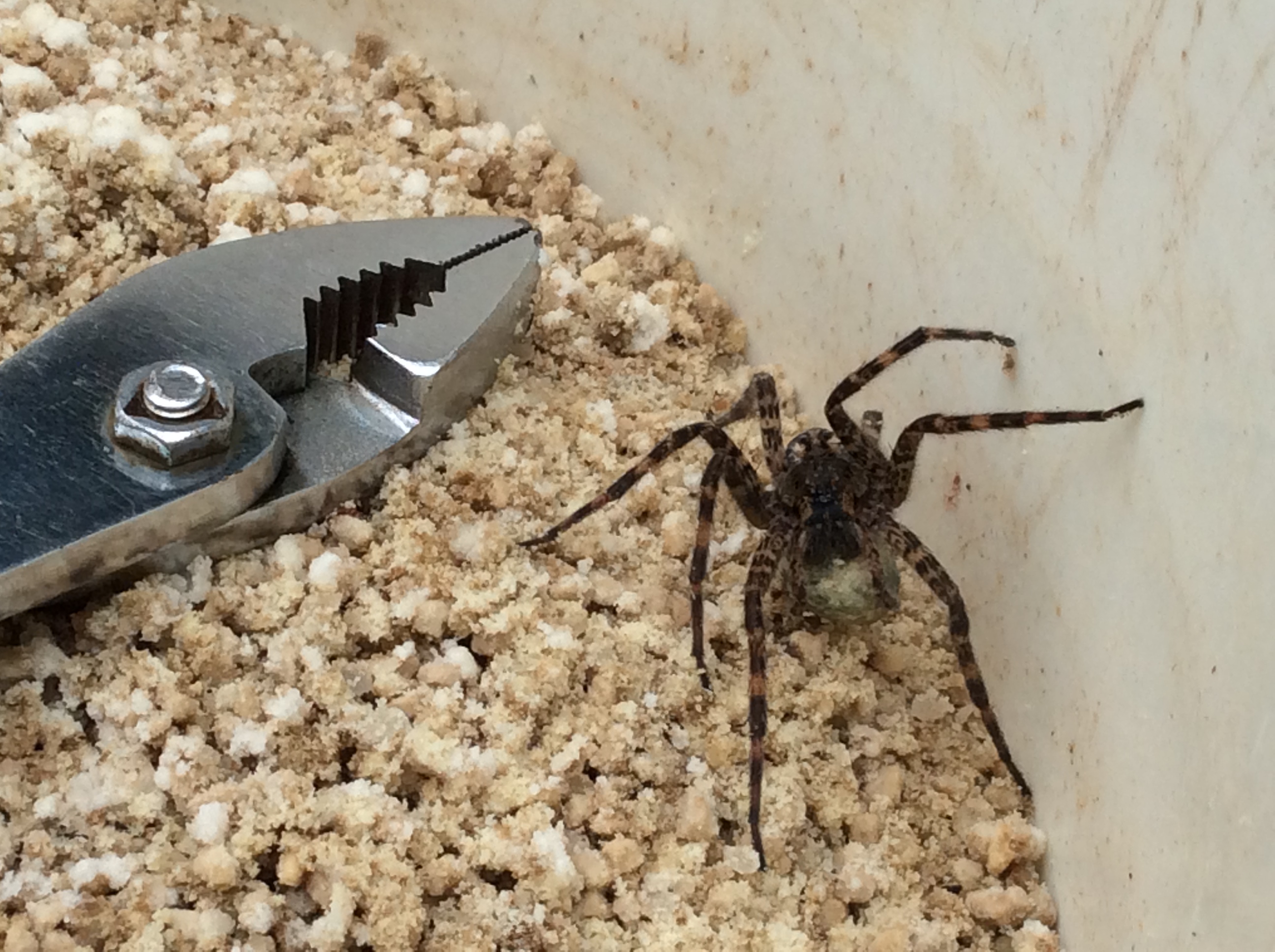 recluse women A brentwood woman is recovering after a brown recluse spider bit her several times. recluse women A brentwood woman is recovering after a brown recluse spider bit her several times.