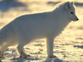 Arctic Fox's Avatar