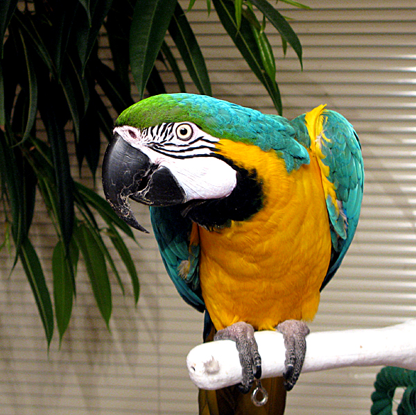 Need an avian vet recommendation - Talk of The Villages Florida