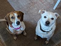 pups-jpg