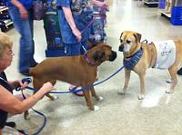 petsmart2b-jpg