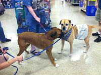 petsmart2c-jpg