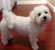 mylo1-jpg