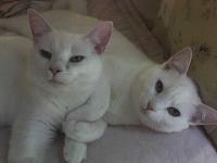 denises-cats-2-jpg