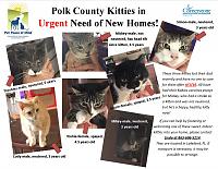 polk-7-cats-flyer-jpg