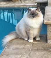 graysie-jpg