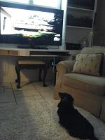 20151222_115052-moses-watching-tv-jpg