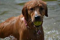 wet-maddie-her-ball-jpg