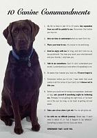 dogs-wish-jpg