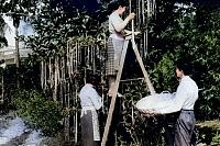 spaghetti-harvest-ticino-scaled-jpg