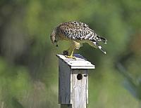 hawk-pixio-jpg