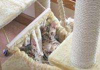 bengalboys-hammock-jpg