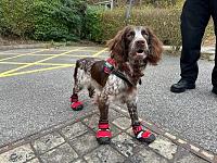 0_swns_fire_dog_02-jpg