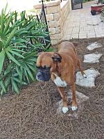 45884d1415304347-doggie-courtyard-added-designer-home-image-jpg