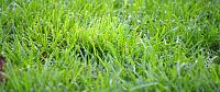 crabgrass-growing-lawn-h-jpg