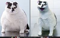 before-after-cat-weight-loss-success-jpg