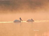 pelicans-jpg