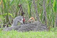 sand-hill-crane-colt-4-jpg