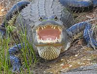 alligator-jpg