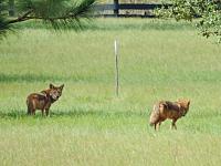 coyotes-2-jpg