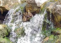 ducklings-waterfall-jpg