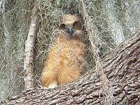 owlet-signed-2-jpg
