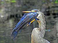 cormorant-fenney-jpg