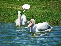 pelican-golf-ball-what-jpg