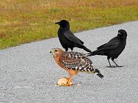 hawk-jpg