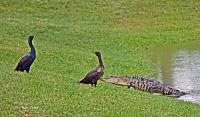 gator-coots-2-jpg