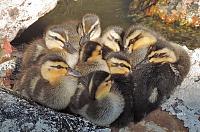 ducklings-signed-jpg