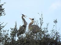 blue-herons-2-jpg
