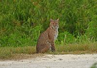 bobcat-5-jpg