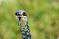 snake-upclose-signed-jpg