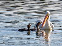 birds-fishing-buddies-jpg