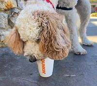 dunkin-dunkin-pup-cup-jpg