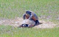 turtles-mating-jpg