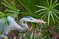 blue-heron-sneaking-around-signed-jpg