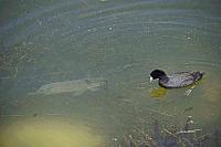 fish-duck-jpg
