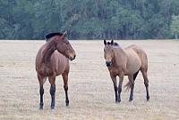 horses-jpg