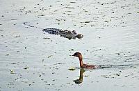 gator-duck-jpg