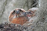 owlets-11-jpg