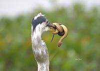 heron-snake-signed-1-jpg