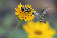 hummingbird-black-background-cutter-jpg