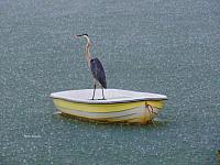 heron-boat-rain-jpg