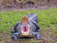 alligator-original-signed_edited-jpg