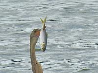 ahinga-fish-1-jpg